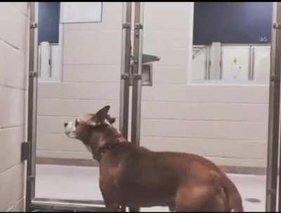 Dog in shelter waits with anxiety and hope that a visitor will decide to adopt him