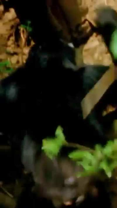 All hail Jane Goodall she