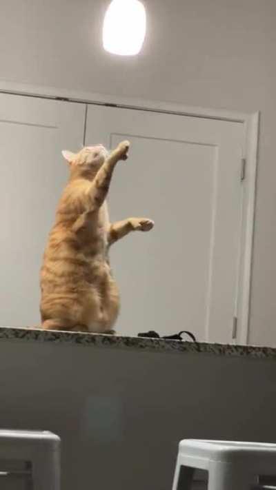 Cat sees the divine light.