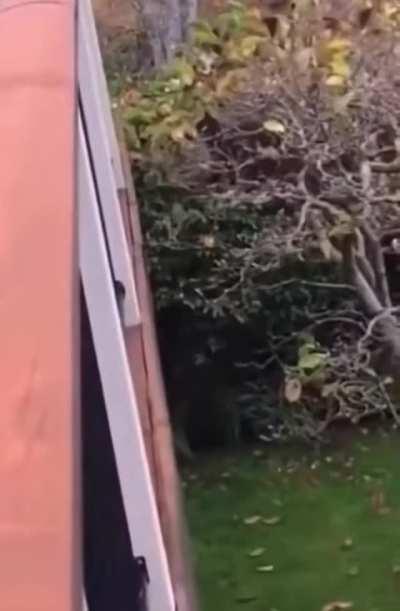 Cats take shortcuts.