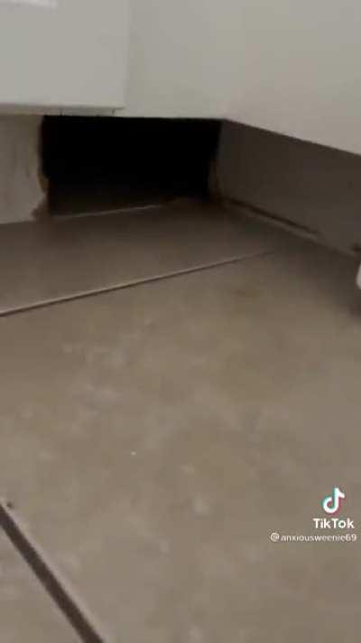 Woman gets a new cat who finds a mysterious hiding spot in her apartment she didn’t know about.