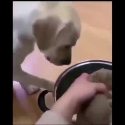 doguinho se sacrificando