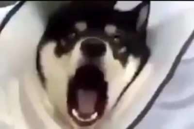 That’s a hard woof