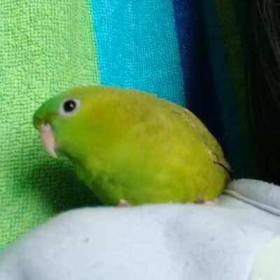 I don't think avocados wiggle but I'm not utterly convinced on this one