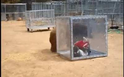 Trying to free the hooman