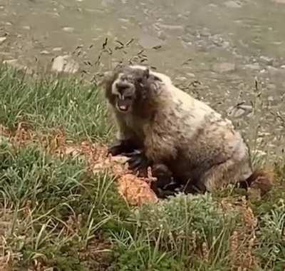 Blursed Marmot