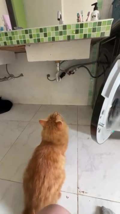 How high can a cat jump