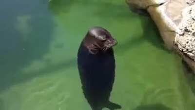 :D jeje no tiene aletas