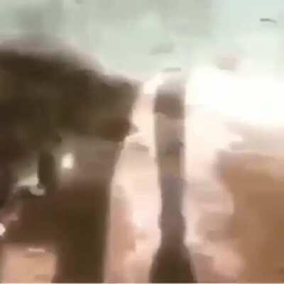 African-American kat in India