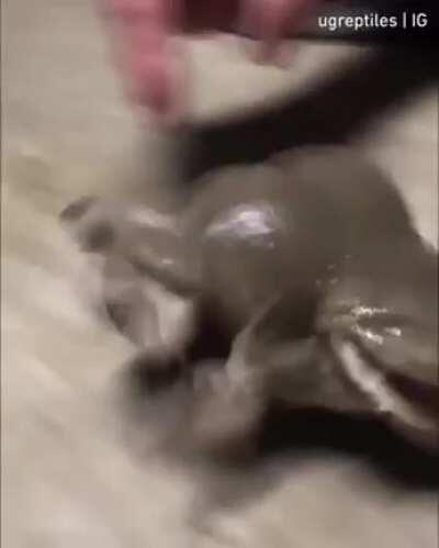 Raspy cuando le hacen cariños: