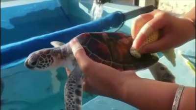 Turtle getting cleaned 😍