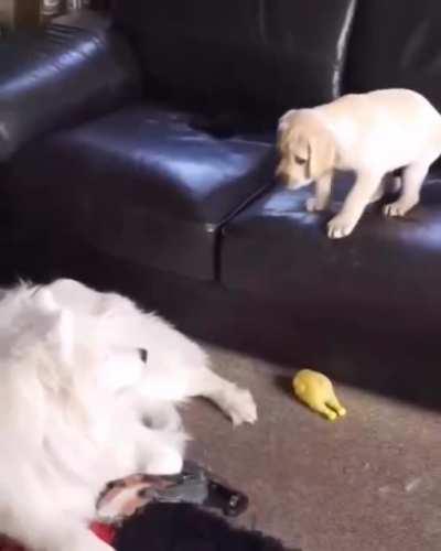 Five Star Dog Splash!