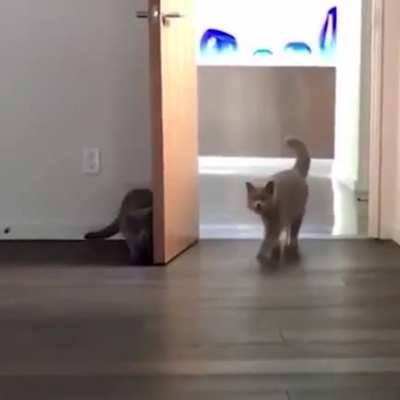 Can we expect this kind of thing from pets.. isn't this behavior more closer the humans