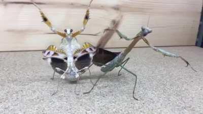 Me when I found out about this reddit.