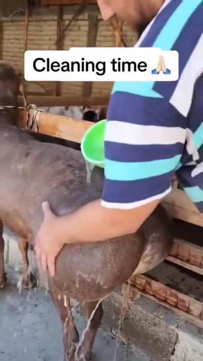 What kind of goat is this?