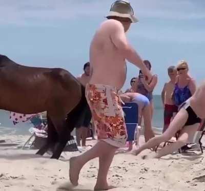 WCGW touching a random wild horse.