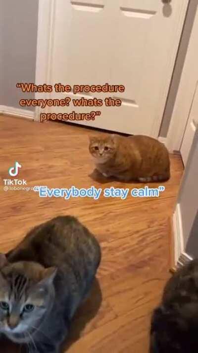 what’s the procedure everyone??