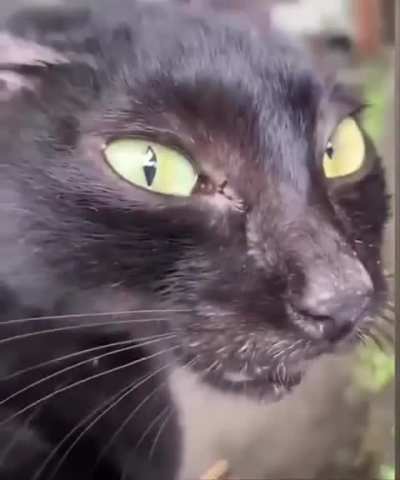 The yapping must go on