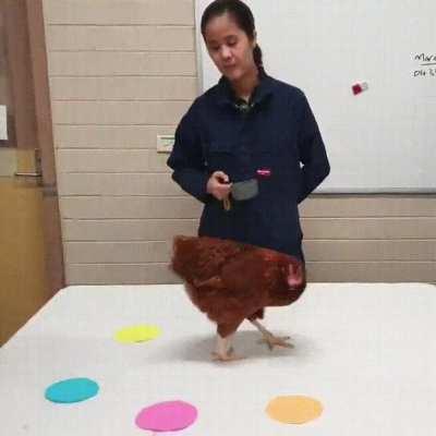 Proves that the myth that chickens are colourblind is false.