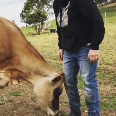 Alice is happy to have found her forever home at Where Pigs Fly Farm Sanctuary