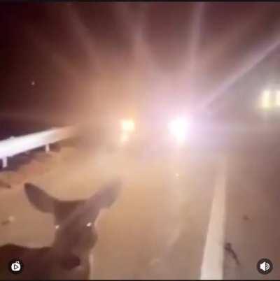 Can’t even jump over a median right!