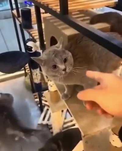 CaT fUcKiNg MaLfUnCtiOnS