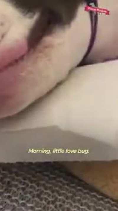 Woman nurses a tetanus paralyzed puppy back to health.