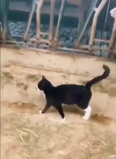 I love how much the cat is owning it.