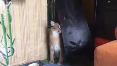 Floppa can finally rest after a long few days