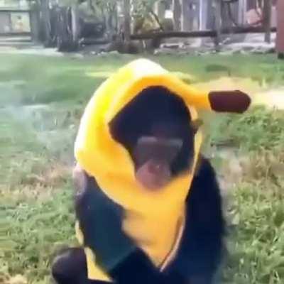 heaven 🐵 or hell 🙊 would you become banana?