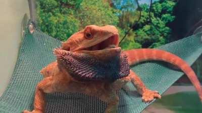 big morning yawn ☀️ (he’s upset because he saw himself)