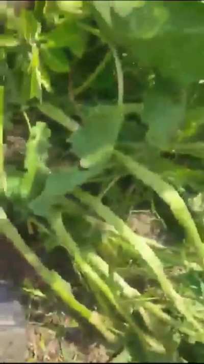 LeT terrorist Altaf Lalli killed in Bandipor, J&K yesterday by Indian Armed Forces.