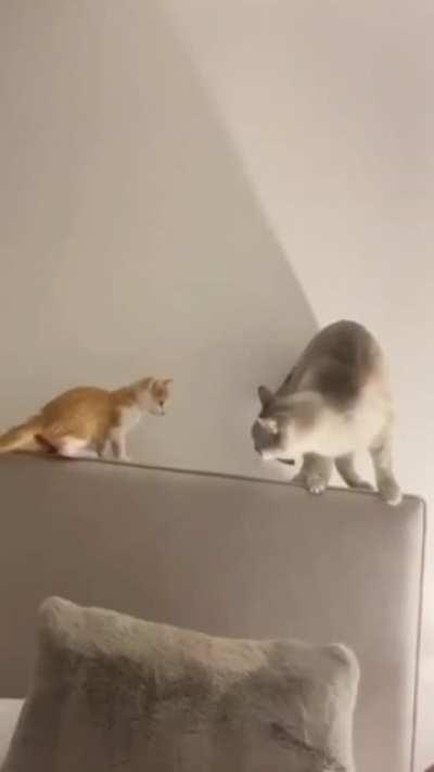 Cats are just savage. But I love em!