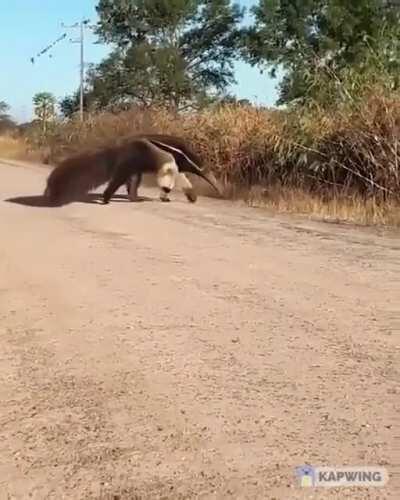 A pedido de un par. Oso Melero al ritmo de Staying Alive.