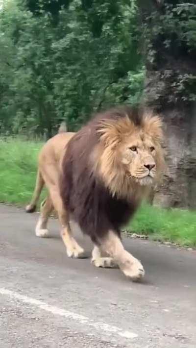 🔥 Gorgeous lion making its way along a road 🔥