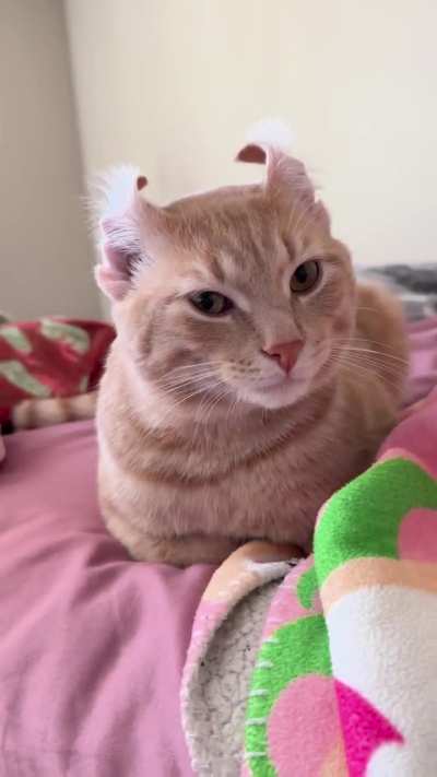 showcasing the new and exotic orange American Curl cat