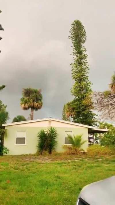 ð¥ Lightning strikes a cook pine