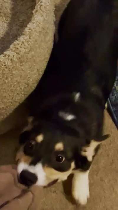 Astro is a towel thief!