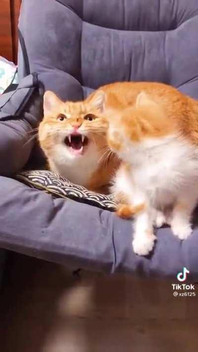 Mama's startles her little floof