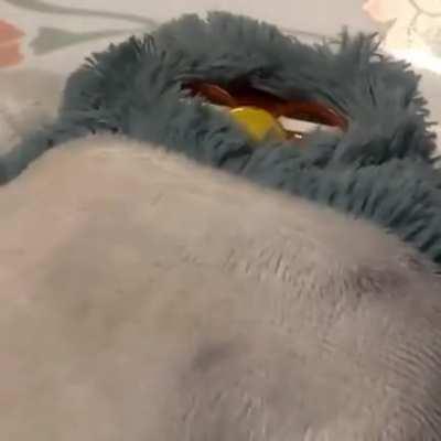 Quarantine is great!