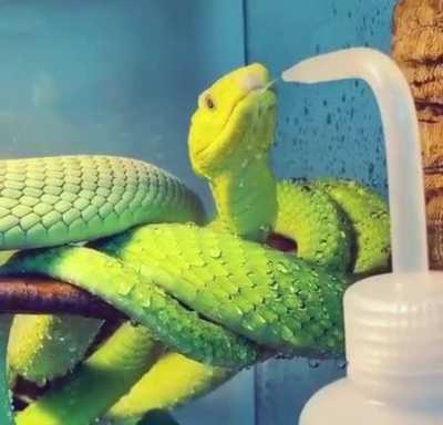 Eastern green mamba knows the way.