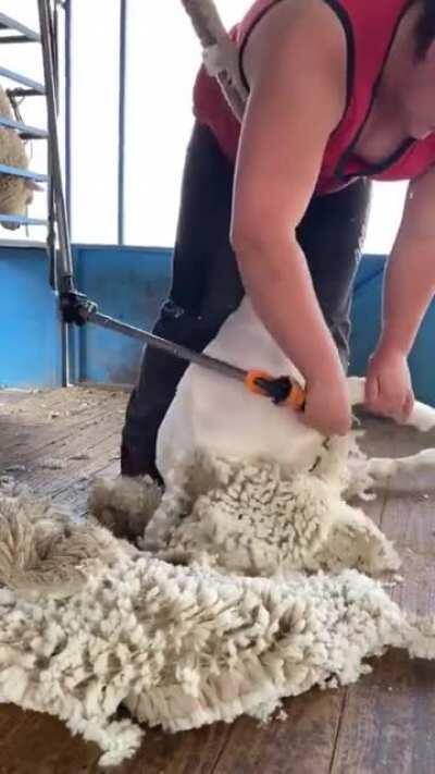 This 17 y.o. Master shearer can shear a sheep in about 30 seconds...