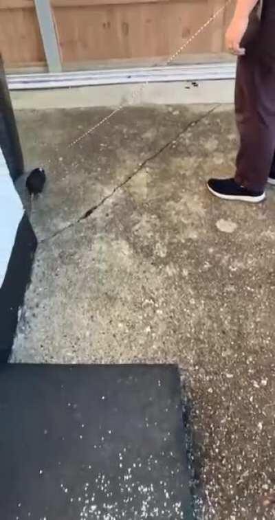 Xmas lunch done, off for a walk while the kids clean up.