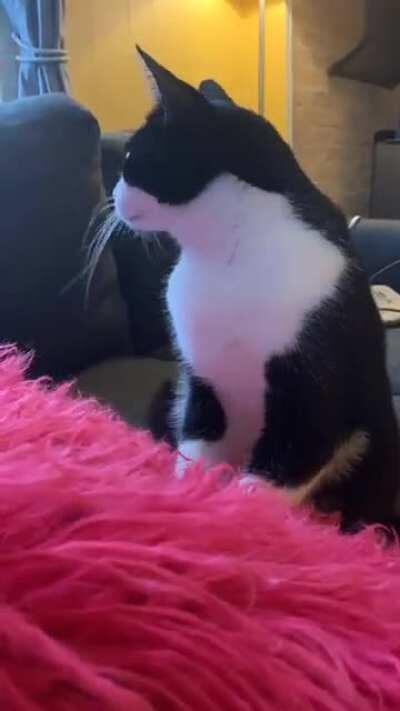 Epic biscuit making time lapse