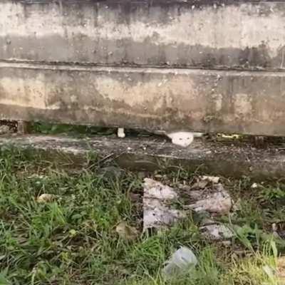 He probably just wanted a goodbye kisssssss