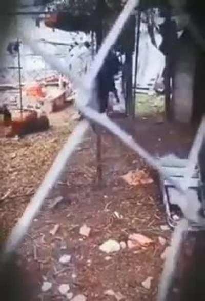 Achis achis, a dónde lleva ese furro a la gallina?