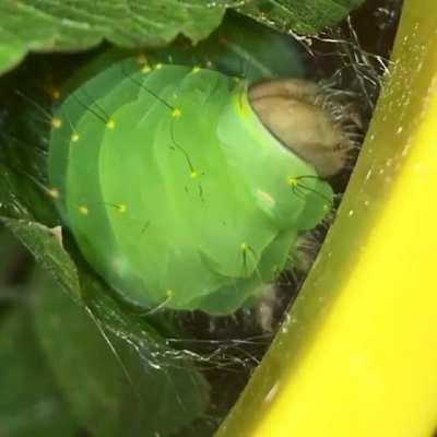 Polyphemus Moth Caterpillar Spinning it's Cocoon