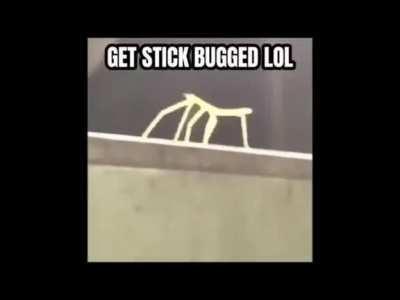 Get stick bugged