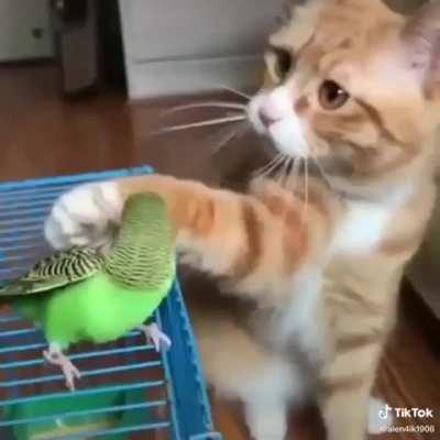 Барсик пришел