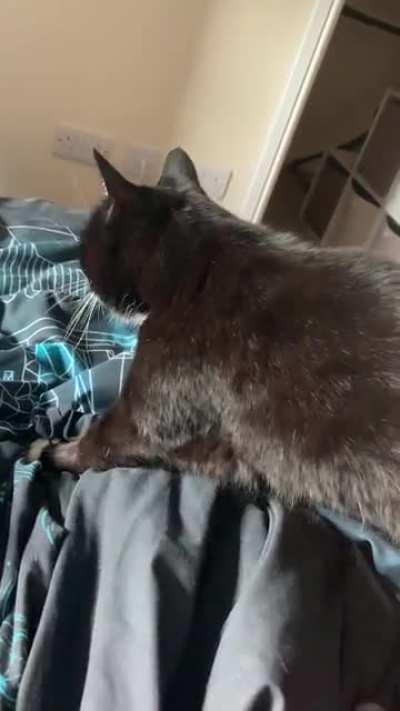 Bella has a squeaky motor